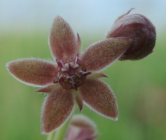 Aspidoglossum biflorum flower